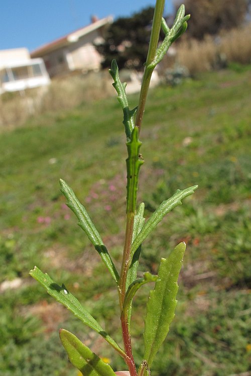Senecio leucanthemifolius Poir. subsp. leucanthemifolius
