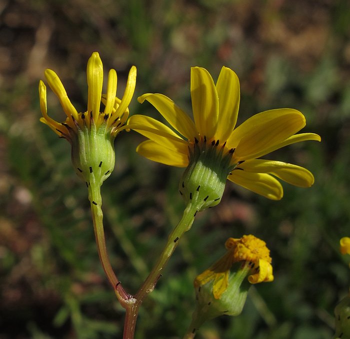 Senecio leucanthemifolius Poir. subsp. leucanthemifolius
