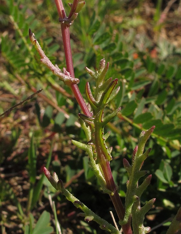 Senecio leucanthemifolius Poir. subsp. leucanthemifolius