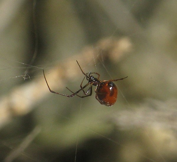 15 Campioni di Ragni da identificare da Malta