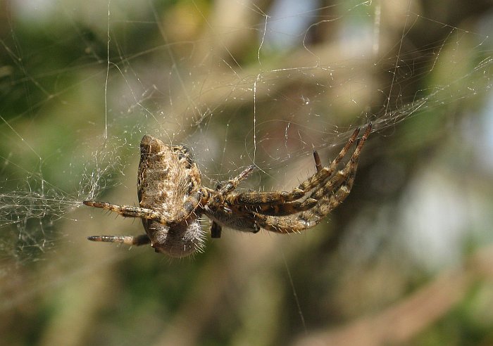 15 Campioni di Ragni da identificare da Malta