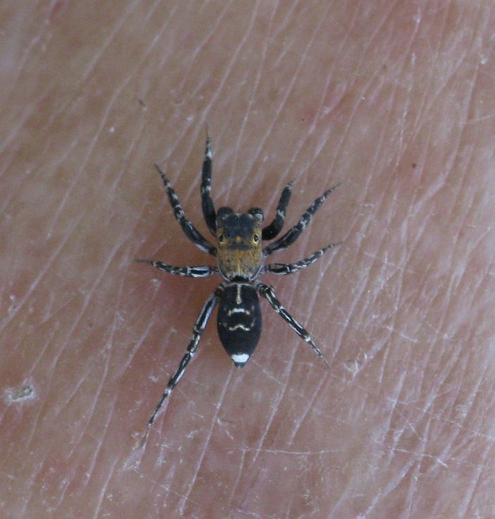 15 Campioni di Ragni da identificare da Malta
