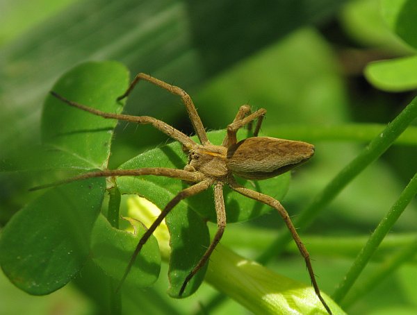 15 Campioni di Ragni da identificare da Malta