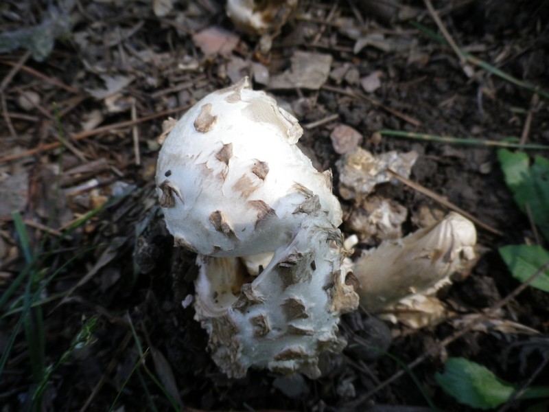 Amanita vittadini v, codinae?