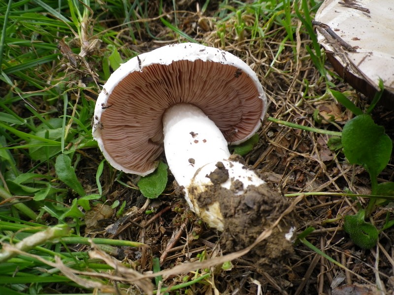 Agaricus moellerianus ?