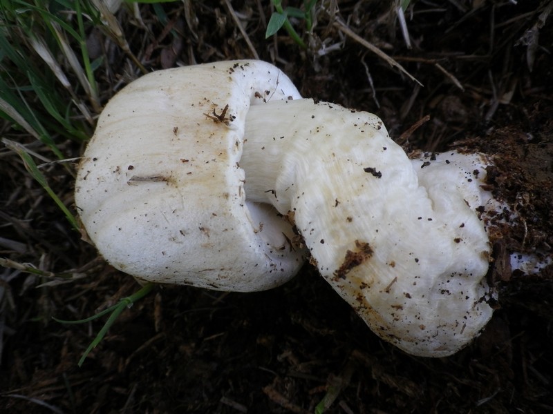Agaricus macrocarpus ....