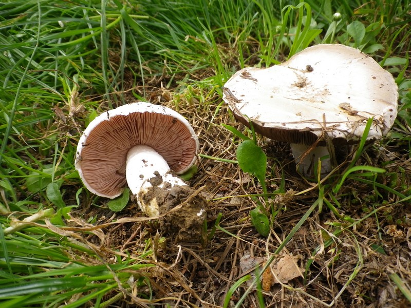 Agaricus moellerianus ?
