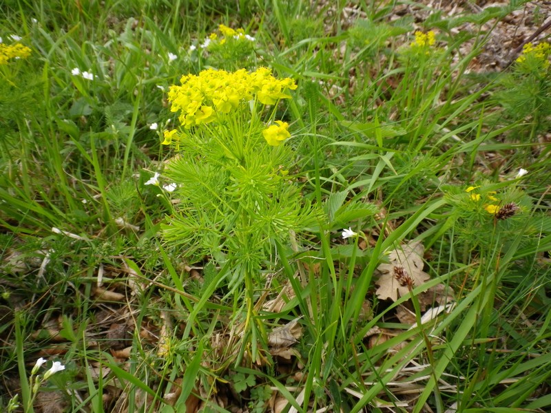 Euphorbia cyparissias