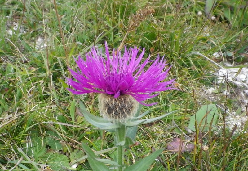 Centaurea nervosa