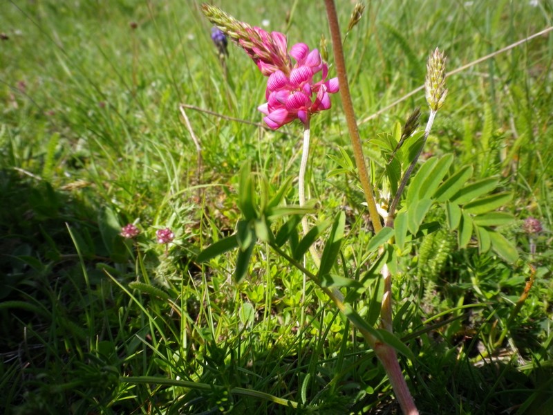Fiore a punta - Onobrychis sp.