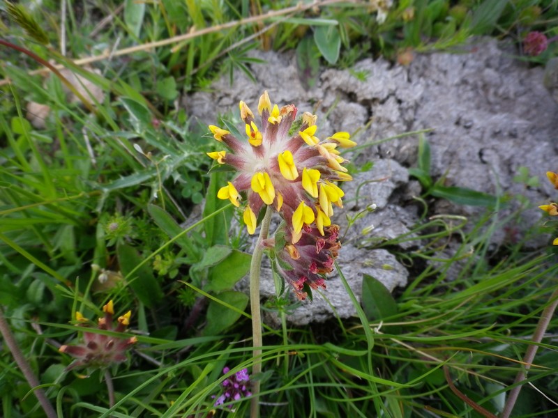 Fiori multicolori - Anthyllis vulneraria s.l.