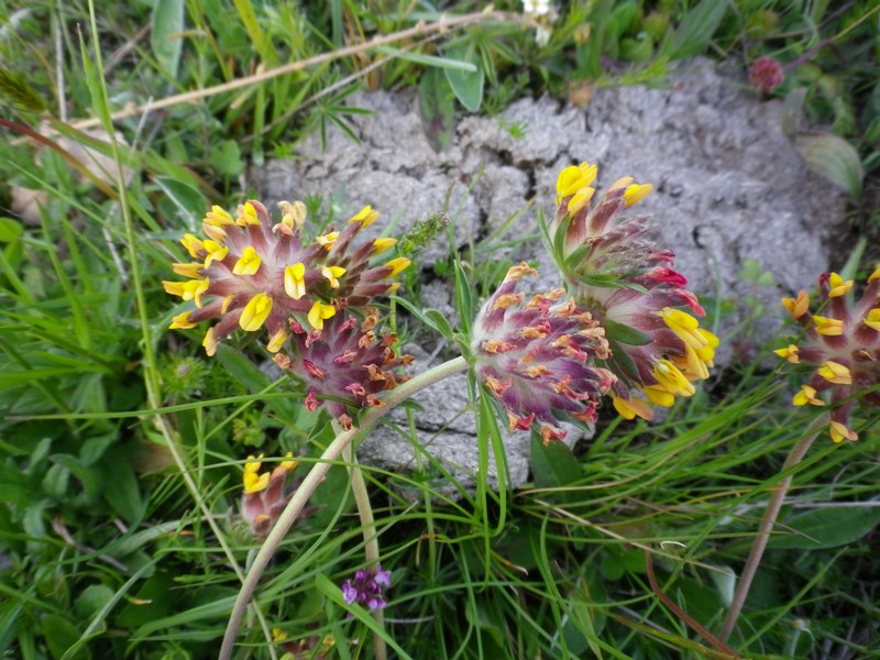 Fiori multicolori - Anthyllis vulneraria s.l.