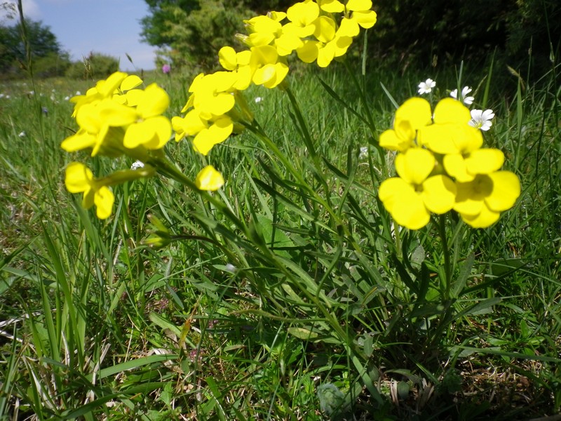 Sempre giallo ma diverso - Erysimum cfr. pseudorhaeticum
