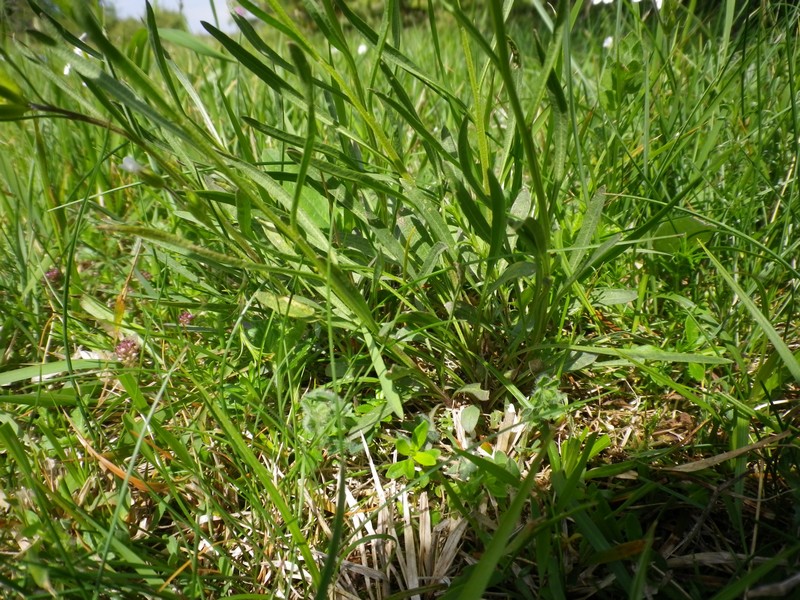 Sempre giallo ma diverso - Erysimum cfr. pseudorhaeticum