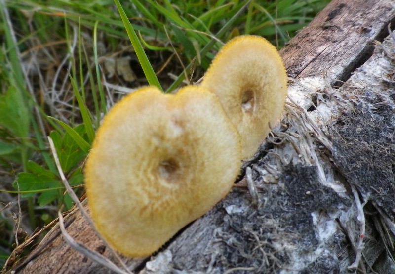 Due diversi polypori (Polyporus arcularius)