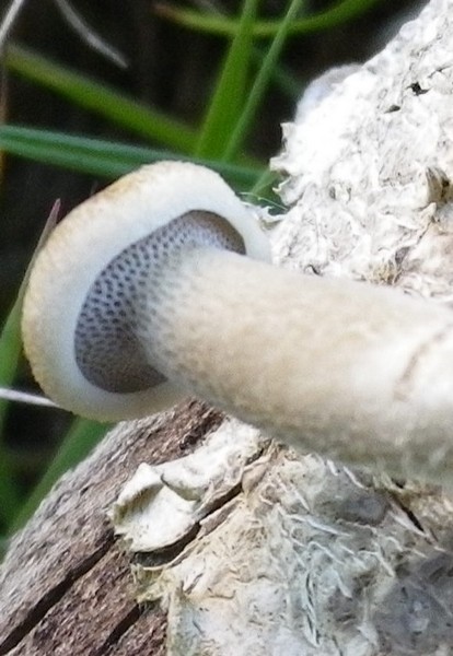 Due diversi polypori (Polyporus arcularius)