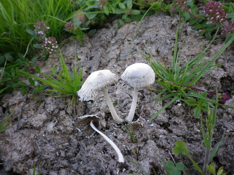 coprinus