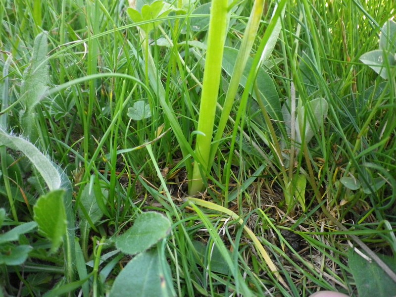 Narcissus poticus