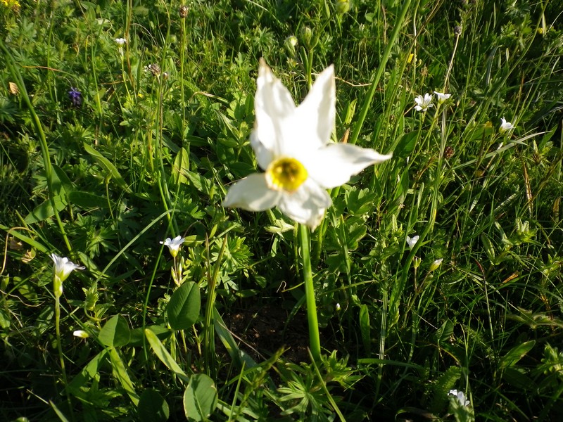 Narcissus poticus