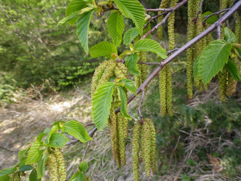 Ostrya carpinifolia / Carpino nero