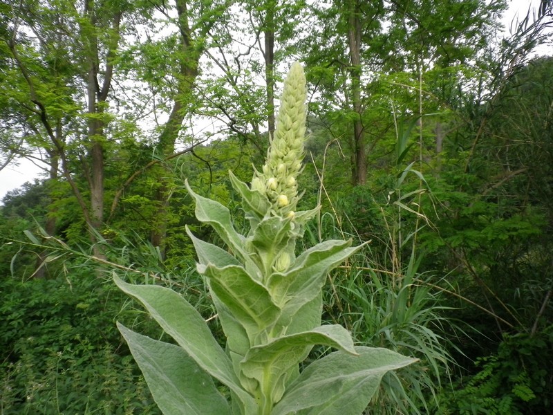 Verbascum thapsus / Tasso-barbasso