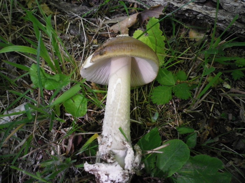 Amanita