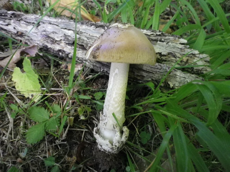 Amanita