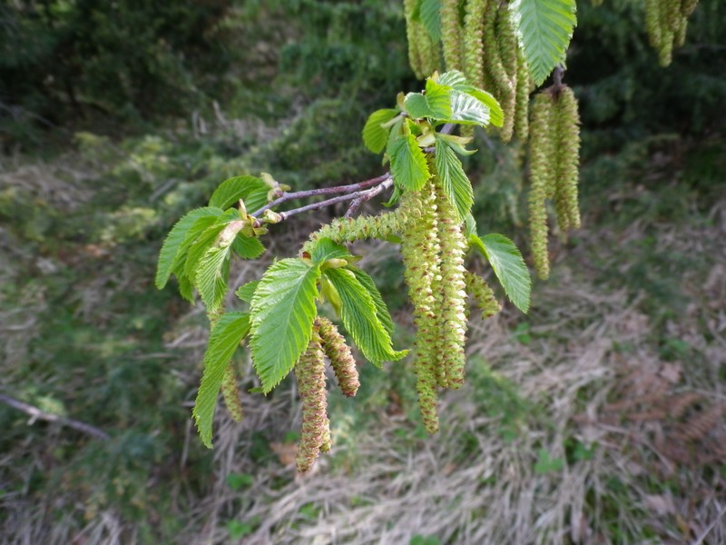 Ostrya carpinifolia / Carpino nero