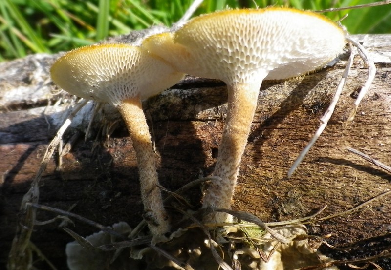 Due diversi polypori (Polyporus arcularius)