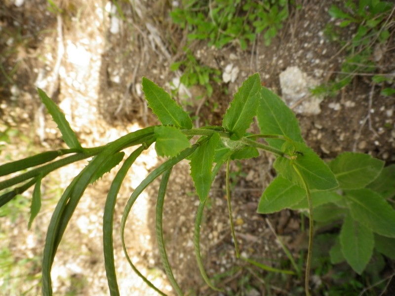 Arabis turrita