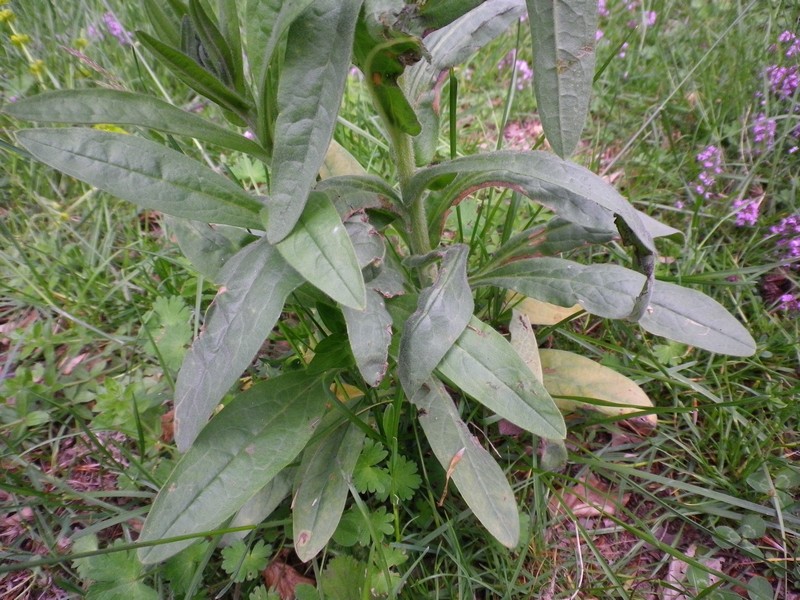 Un fiore viola - Cynoglossum cfr.  officinale