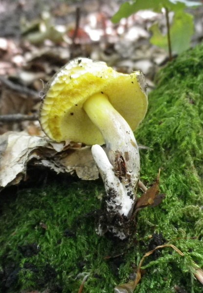 Piccolo boleto giallo