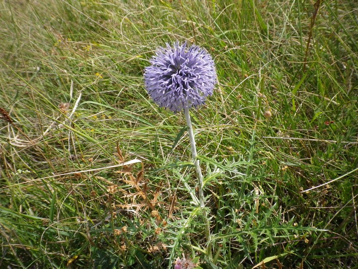 un cardo - Echinops sp.