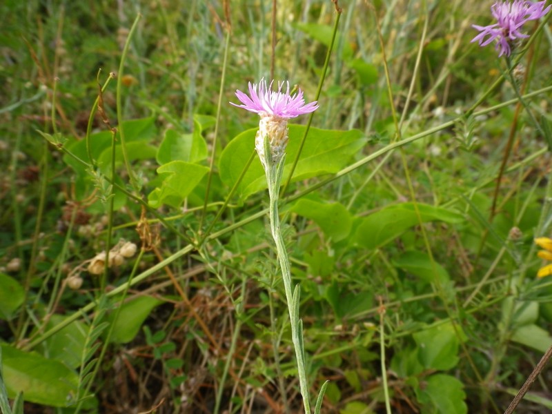 Fiore spettinato - Centaurea sp.