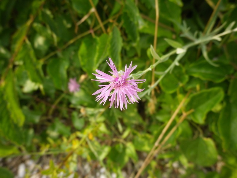 Fiore spettinato - Centaurea sp.