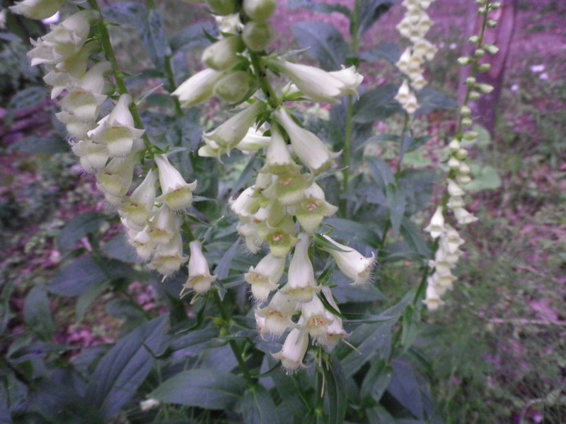 Digitalis micrantha (=D.lutea subsp. australis )/ Digitale appenninica