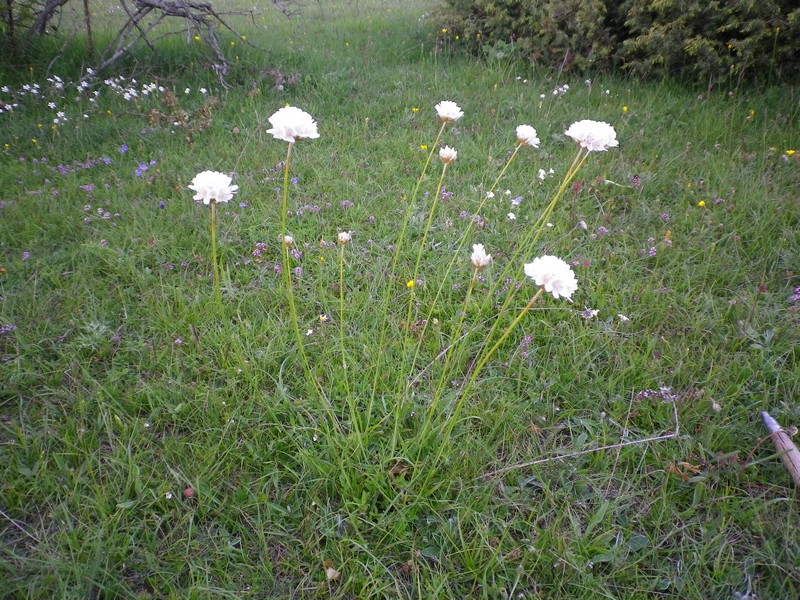 Bianchi e rosa - Armeria sp.