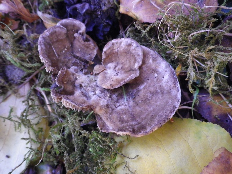 Viola e peloso (Lenzites betulina)