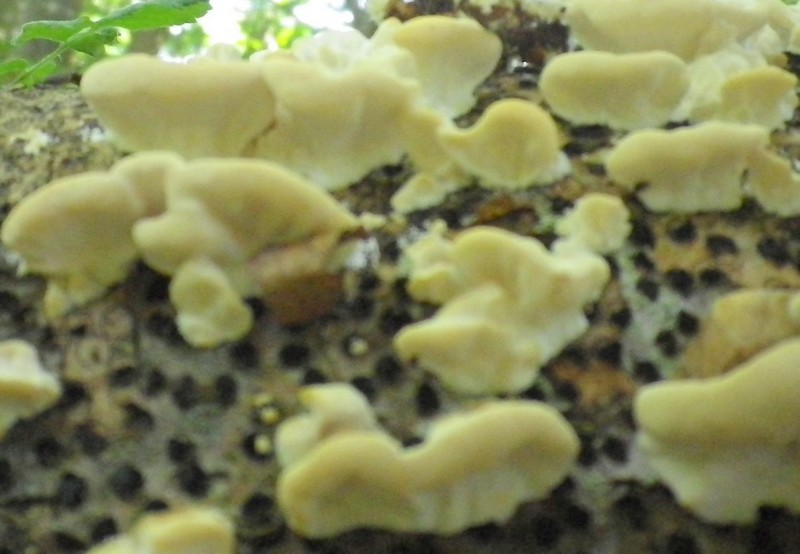 Polyporacea in compagnia