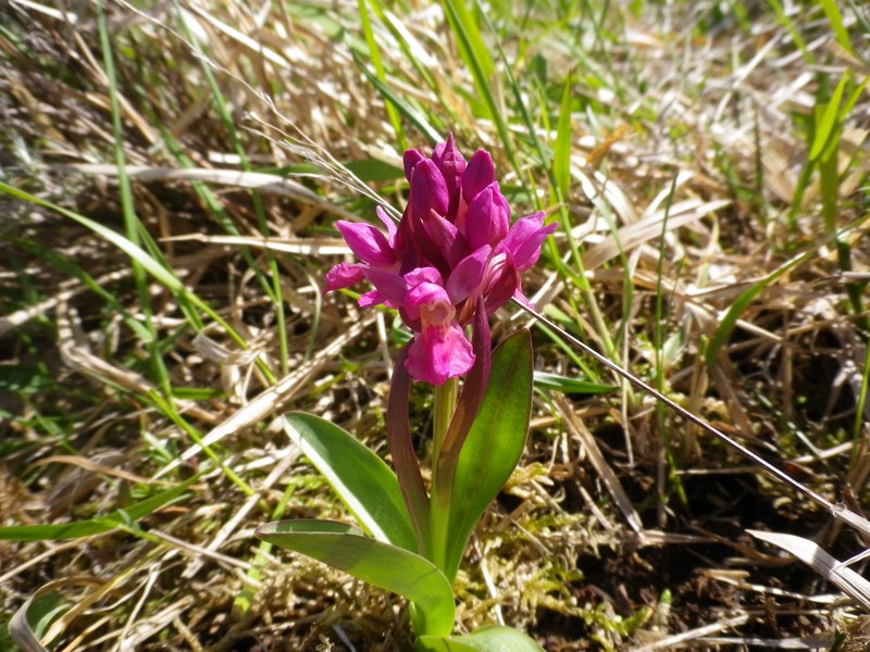 orchidea viola - Dactylorhiza sambucina
