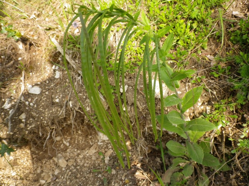 Arabis turrita