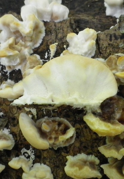 Polyporacea in compagnia