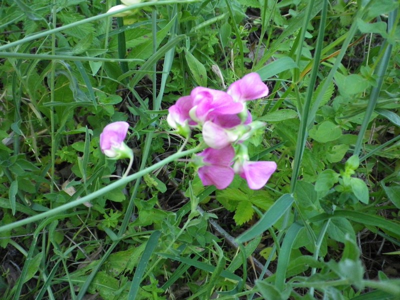 Leguminosa fucsia - Lathyrus sylvestris