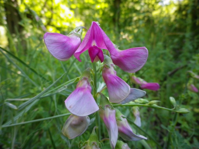Leguminosa fucsia - Lathyrus sylvestris