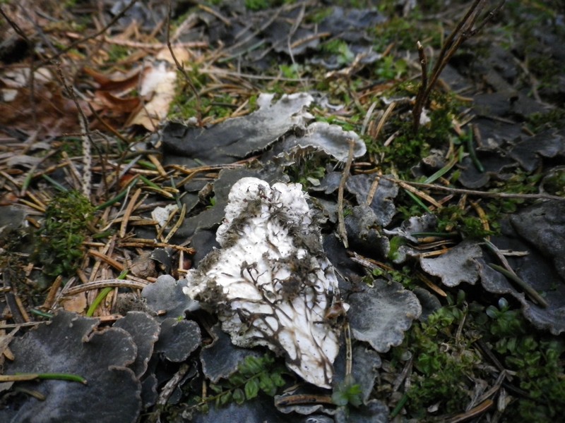 Un lichene grigio ardesia