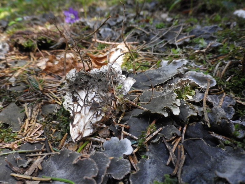 Un lichene grigio ardesia