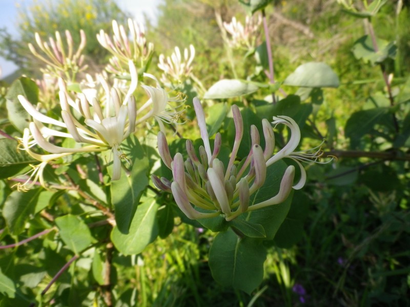 Lonicera etrusca / Caprifoglio etrusco