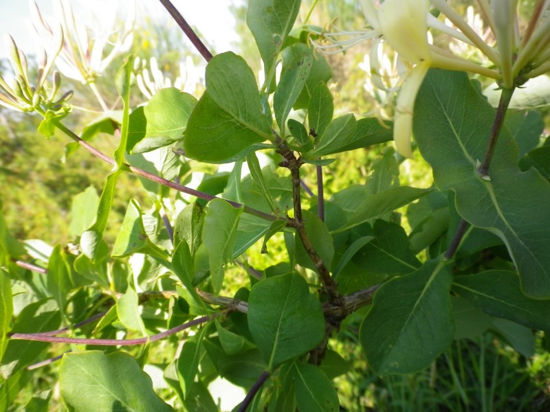 Lonicera etrusca / Caprifoglio etrusco