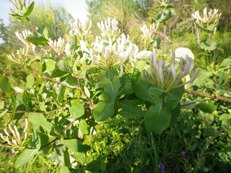 Lonicera etrusca / Caprifoglio etrusco