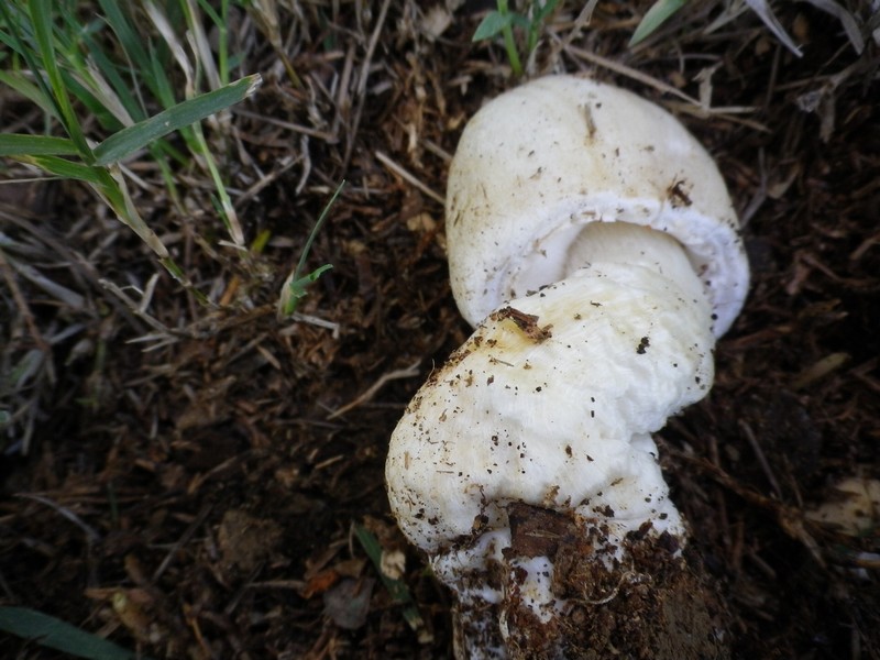 Agaricus macrocarpus ....